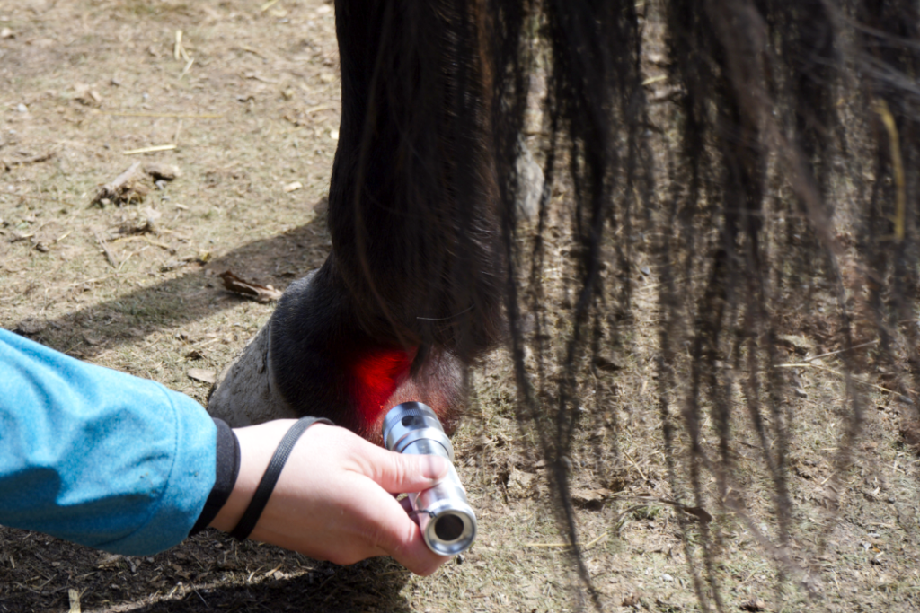 Farbbalance_Ausleitung_Qi Balance Tierenergetik