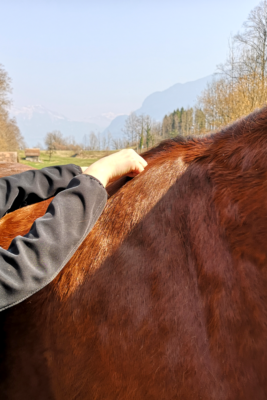 Kinesiologie_NLMP 7_Qi Balance Tierenergetik