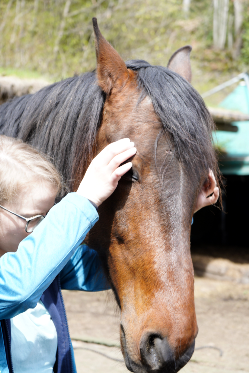 Kinesiologie_NVKP 1_Qi Balance Tierenergetik